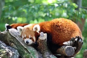 Foto op Plexiglas red panda © Juliette Photo