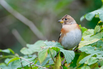 Brambling (Fringilla montifringilla) sitting in bush, the Netherlands