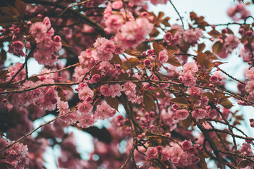 Obraz premium Pink cherry blossom in autumn