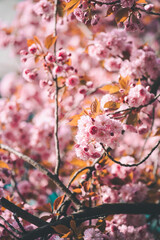 Pink spring sakura tree 