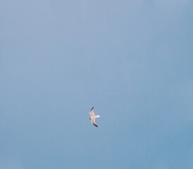 Single Seagull in Blue Sky