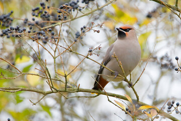 Bohemian waxwing (Bombycilla garrulus) on branch, the Netherlands