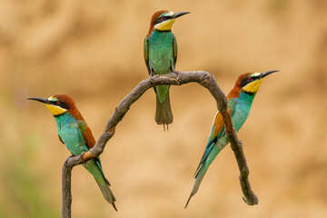 Three colorful European bee-eaters - Merops apiaster - perched with yellow background. Picture from Vetren Dobrich, Bulgaria.