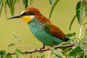 European bee-eater - Merops apiaster - perched with green background. Picture from Vetren, Dobrich, Bulgaria.