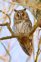 Long-eared Owl (Asio otus) resting in tree, the Netherlands