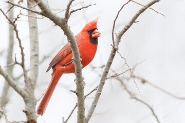 Northern cardinal (Cardinalis cardinalis) on branch at Jamaica Bay NWR, New York 