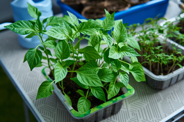 young seedlings of peppers and tomatoes in plastic containers on the table. spring planting in the garden