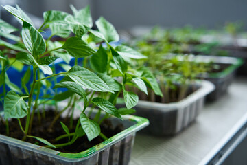 close-up of young seedlings of peppers and other young herbs for planting in the garden