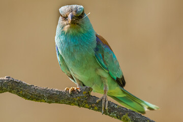 Kraska łac. Coracias garrulus siedząca na gałęzi i patrząca w stronę fotografa w Dobrudży, Bułgaria.