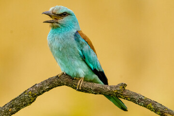 Kraska łac. Coracias garrulus siedząca na gałęzi na żółtym tle w Dobrudży w Bułgarii.