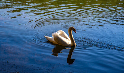 Pang Oung national park, lake and forest of pine trees in Mae Hong Son, Thailand