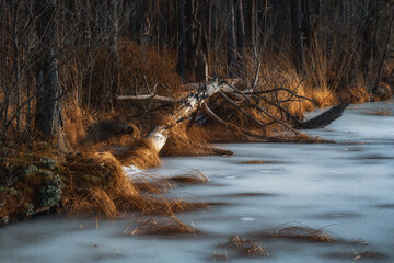 frozen shore with a bare tree lying, coastal reeds in ice and forest. early cold spring