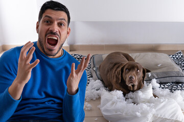 photo of a person with an annoyed gesture and a beautiful brown labrador retriever dog that has...