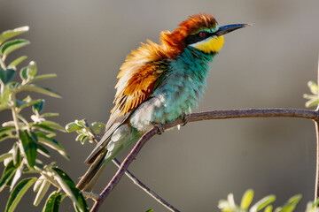 European bee-eater - Merops apiaster - perched with green background. Picture from Danube Delta, Romania