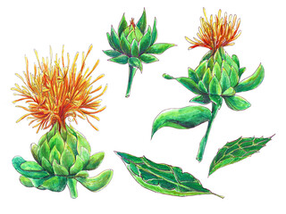 Watercolor illustration with sunflower. Set with inflorescences, leaves, flowers.