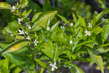 Abeja volando polinizando flor de azahar, flores de naranjo, naranjo en flor.