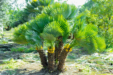 Chamaerops humilis, conjunto de palmeras en flor.