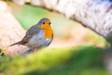 Fototapeta premium European robin bird Erithacus rubecula perched