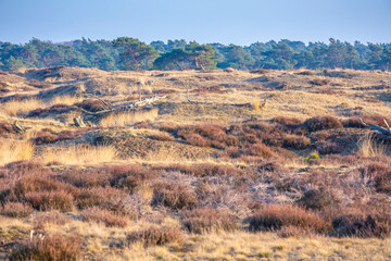 Colorful moorland landscape, national park Hoge Veluwe Holland