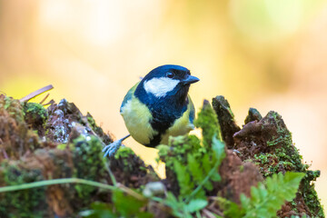 Great tit Parus major bird closeup