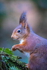 Closeup of a Eurasian red squirrel, Sciurus vulgaris, eating nuts in a forest.
