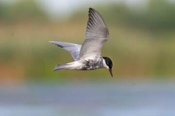 Common tern - Sterna hirundo - in flight with spread wings.  Picture from Danube Delta, Romania.