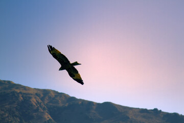 Pariah kite (Milvus migrans govinda) on a search flight. India