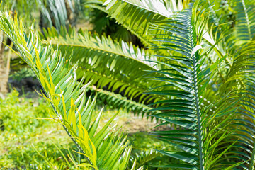 Detalle de hojas de palmera.