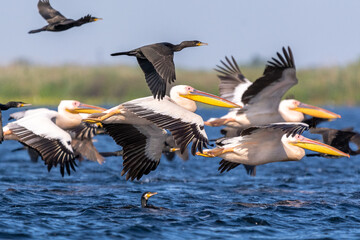 Polujące na ryby pelikany różowe łac. Pelecanus onocrotalus w locie. Fotografia z Delta Dunaju Rumunia. - obrazy, fototapety, plakaty