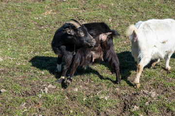 black pregnant goat close-up on a green field under the rays of the sun, early spring.