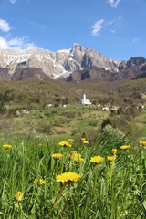 Spring blooms time with yellow flowers and mountains with snow in the background - Alps in Slovenia