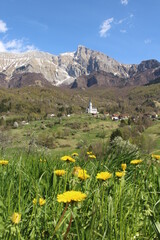 Spring landscape with yellow flowers, a church, and the alps - Slovenian nature and meadows