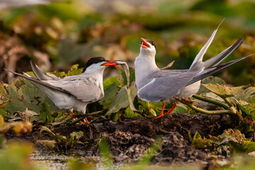 Pair of common terns - Sterna hirundo - during transfer of fish. Picture from Danube Delta, Romania.