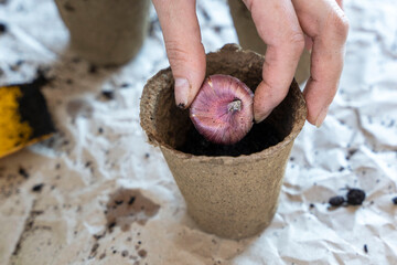 process of planting bulbous plants in a peat pot for breeding flowers