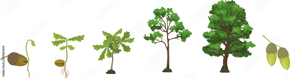 Wall mural life cycle of oak tree. growth stages from acorn and sprout to old tree isolated on white background - Wall murals