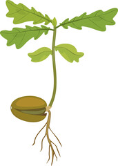 Oak sprout growing from acorn with green leaves and root system isolated on white background