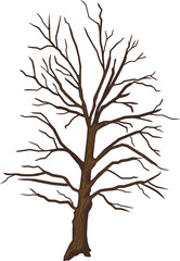 Obraz premium Old oak tree without leaves isolated on white background