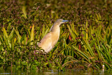 Czapla modronosa łac. Ardeola ralloides wśród mięty i trawy na mokradłach w Delcie Dunaju Rumunia. © PIOTR