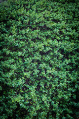 plant climbing up the wall