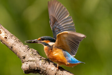 Zimorodek łac. Alcedo atthis z rozpostartymi skrzydłami na gałęzi. Fotografia Delta Dunaju, Rumunia.