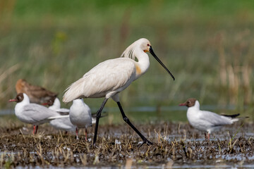 Warzęcha łac . Platalea leucorodia chodząca po mokradłach. Fotografia z Delta Dunaju, Rumunia.