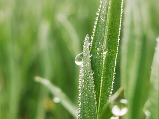 morning drops of dew on the young fresh wheat leaves