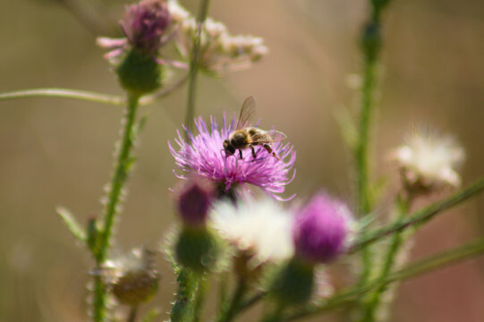 Closeup of bee pollinating spiny plumeless thistle flower with selective focus on foreground