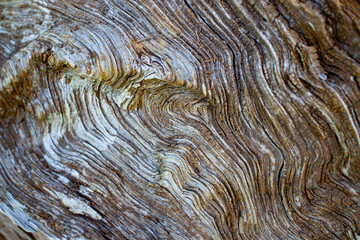 Struttura del tronco di un albero vecchio