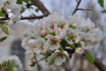 Apple blossoms on a spring day.