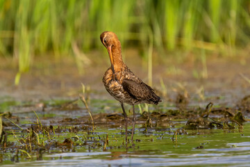 Rycyk łac. Limosa limosa drapiący się dziobem po szyi na mokradłach z łagodnym zielonym tłem. Fotografia z Delta Dunaju Rumunia.