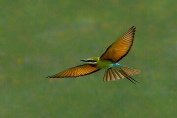 Blue tailed Bee-eater in flight.