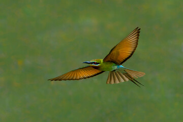 Blue tailed Bee-eater in flight.
