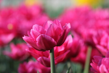 Fototapeta na wymiar pink tulips in spring