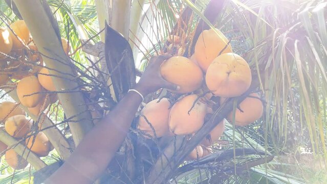 4K slow motion brightly lit footage of person screwing off coconut from palm tree. Food, fruit and vegetables, healthy eating concept.